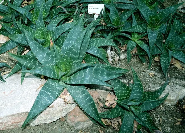 皂芦荟 (Aloe maculata)