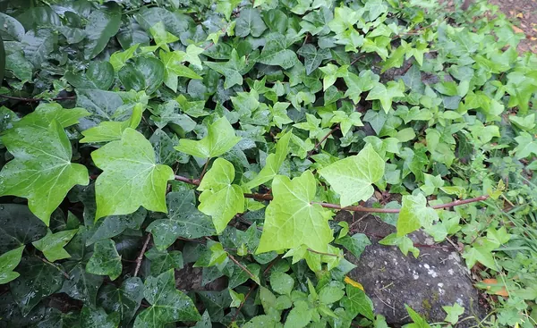 加那利常春藤 (Hedera canariensis)