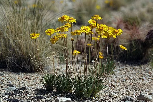 安吉丽塔雏菊 (Tetraneuris acaulis (formerly Hymenoxys acaulis))