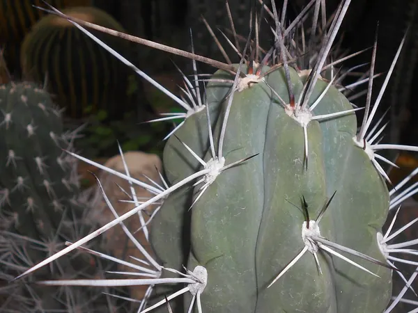 近卫柱 (Stetsonia coryne)