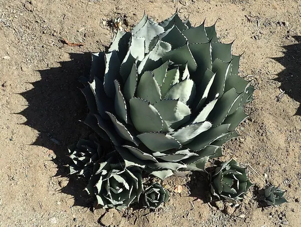 洋蓟龙舌兰 (Agave parryi v. truncata)