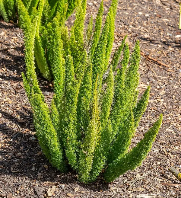 密花天门冬 (Asparagus densiflorus)