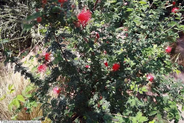 加州朱缨花 (Calliandra californica)