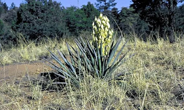 香蕉丝兰 (Yucca baccata)