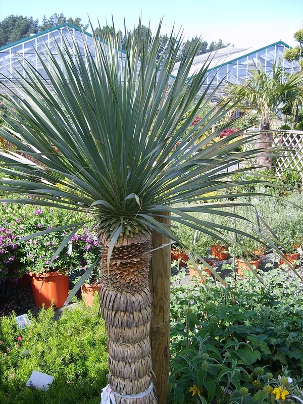 鸟喙丝兰 (Yucca rostrata)