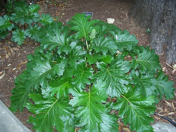 蛤蟆花 (Acanthus Mollis)