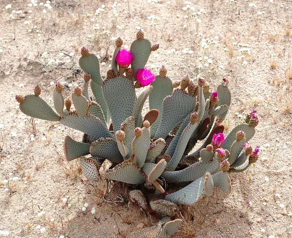 河狸尾仙人掌 (Opuntia basilaris)