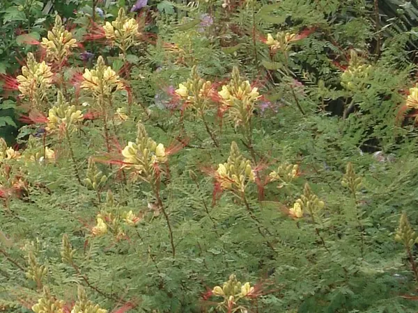 吉氏云实 (Caesalpinia gilliesii)