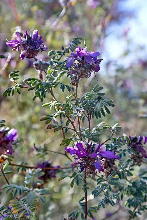 黑戴尔豆 (Dalea frutescens)