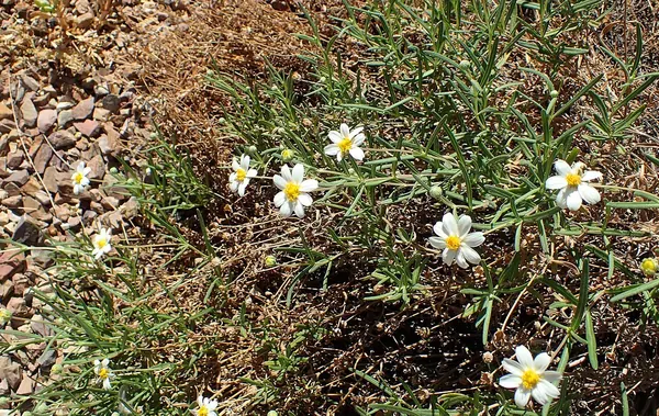 黑足菊 (Melampodium leucanthum)