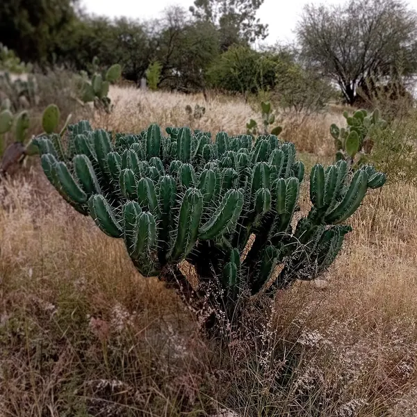 龙神柱 (Myrtillocactus geometrizans)