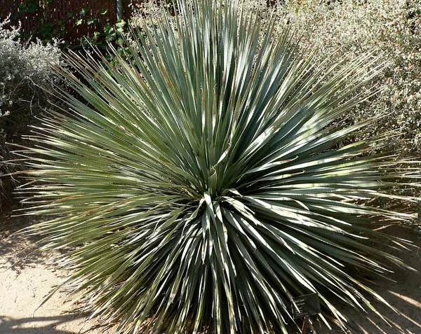 蓝沙漠勺 (Dasylirion wheeleri)