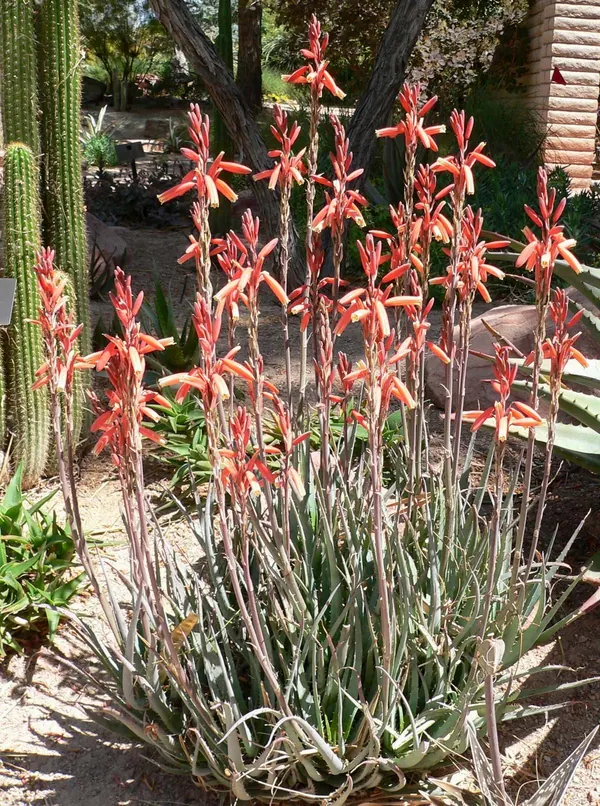 蓝精灵芦荟 (Aloe 'Blue Elf')