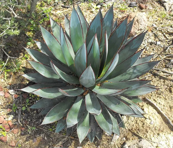 蓝光龙舌兰 (A cross between Agave ocahui and Agave attenuata)