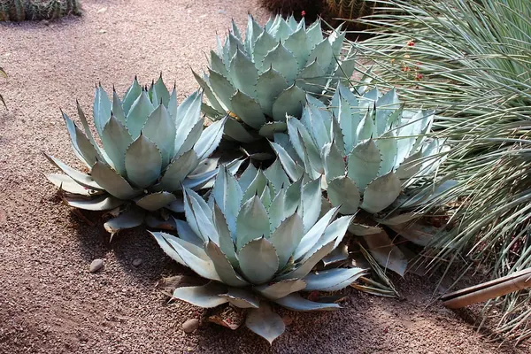 蓝冰龙舌兰 (Agave colorata)