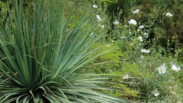蓝熊草 (Nolina nelsonii)