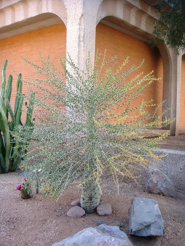观峰玉 (Fouquieria columnaris)