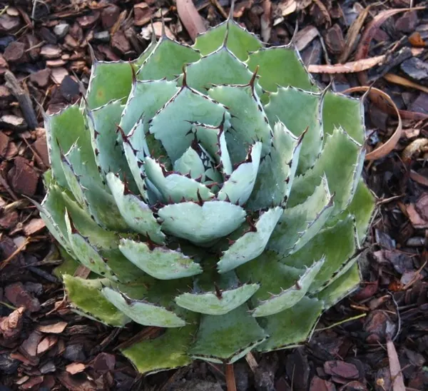 吉祥天 (Agave potatorum)