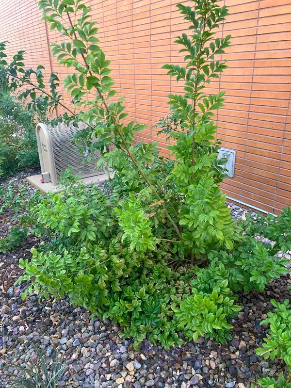 硬骨凌霄 (Tecoma capensis)