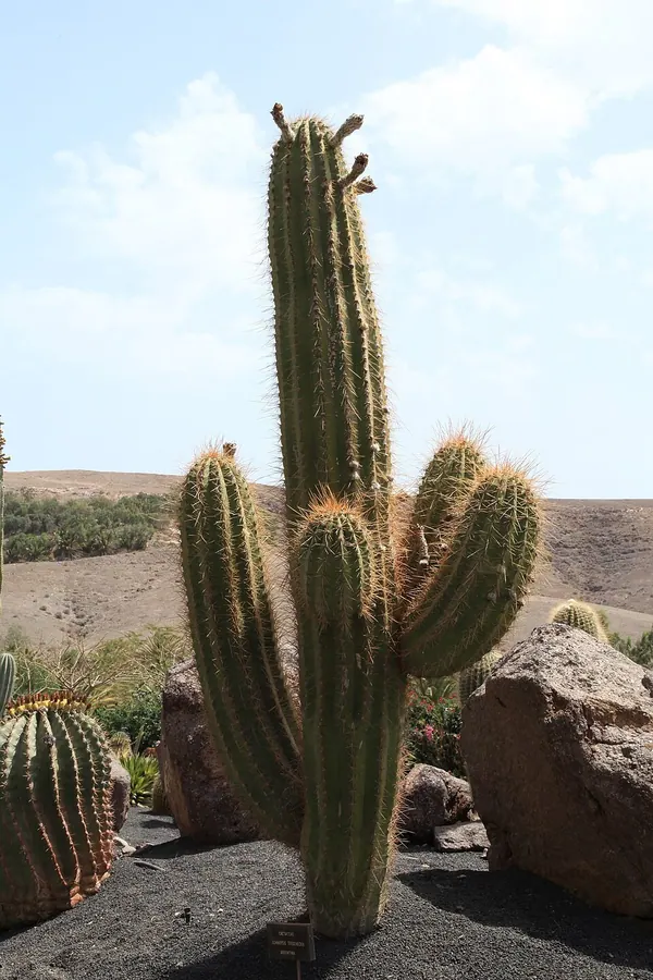 阿根廷巨人柱 (Echinopsis terscheckii)