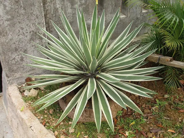 金边狭叶龙舌兰 (Agave angustifolia var. marginata)
