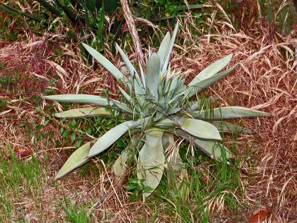 圭恩戈拉龙舌兰 (Agave guidengola)