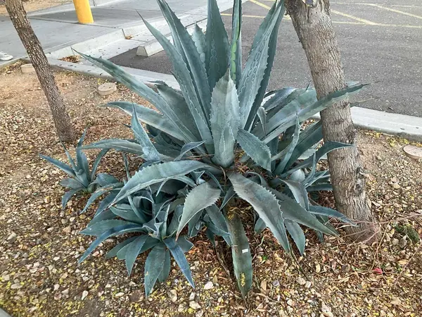 龙舌兰 (Agave Americano)
