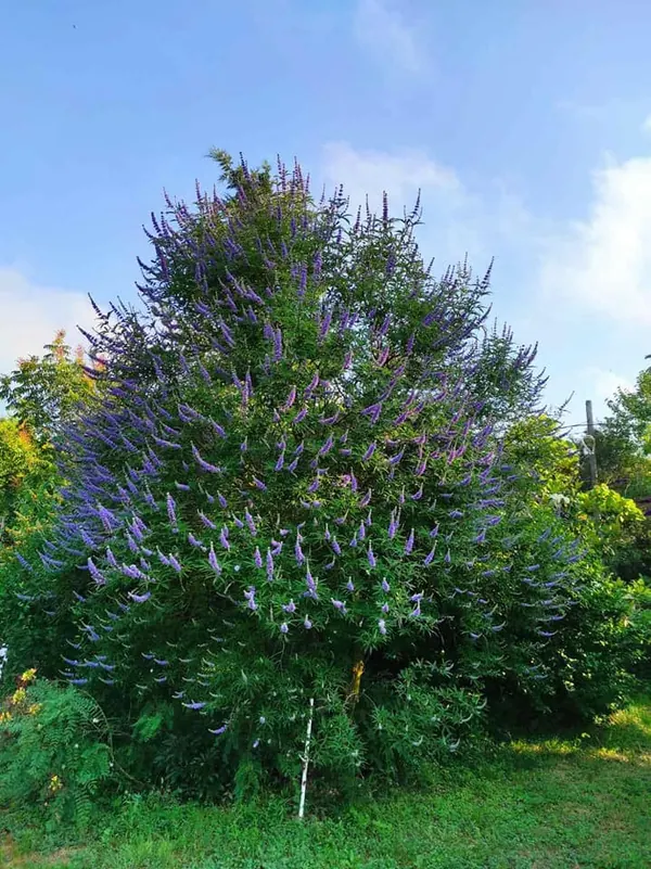 穗花牡荆 (Vitex agnus-castus)