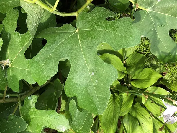 无花果‘芝加哥耐寒’ (Ficus carica 'Chicago Hardy')