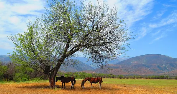 智利牧豆树 (Prosopis chilensis)