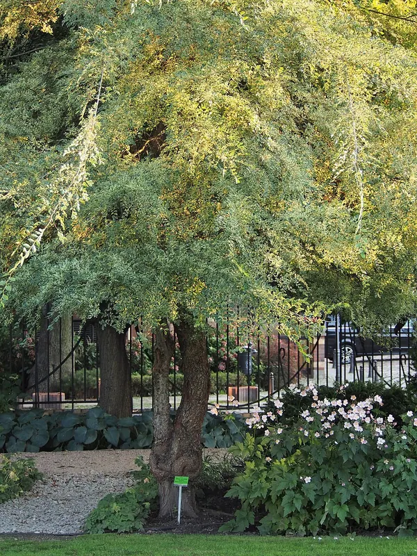 榔榆 (Ulmus parvifolia)