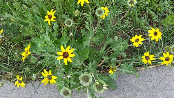 巧克力花 (Berlandiera lyrata)