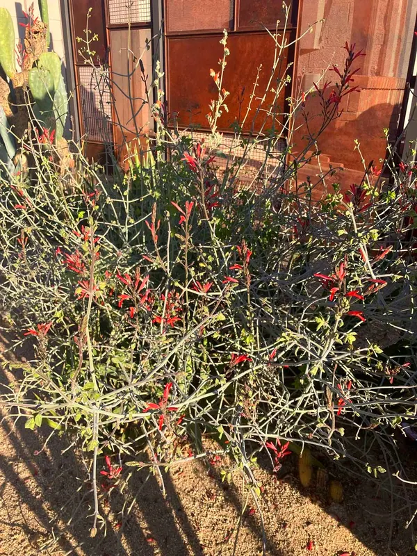 加州爵床 (Justicia californica)