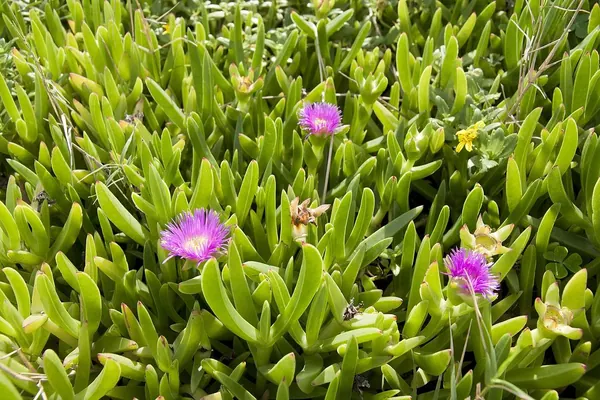 智利日中花 (Carpobrotus chilensis)