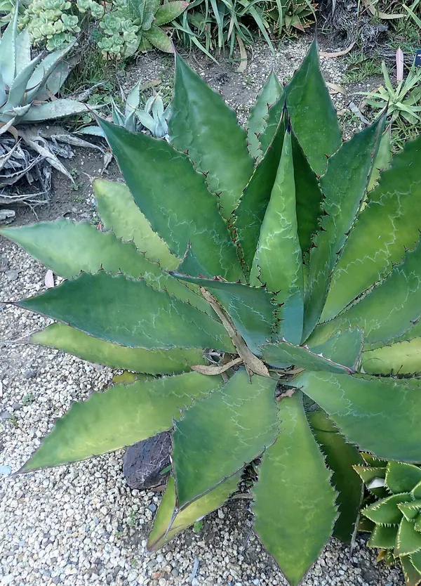 牛角龙舌兰 (Agave bovicornuta)