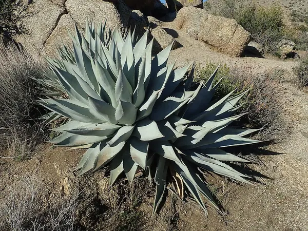 沙漠龙舌兰 (Agave deserti)