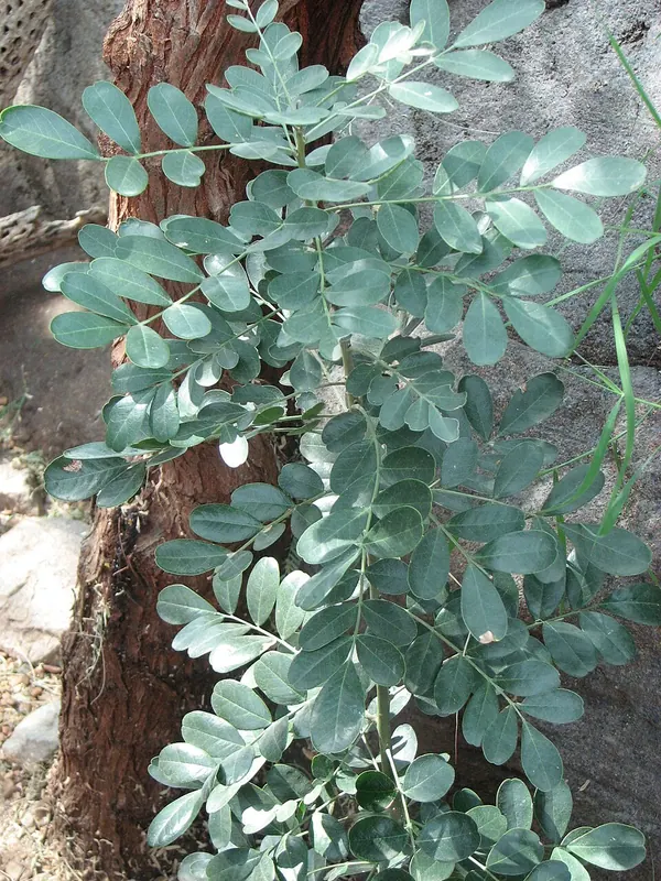 沙漠铁木 (Olneya tesota)