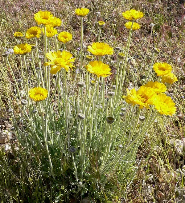 沙漠万寿菊 (Baileya multiradiata)