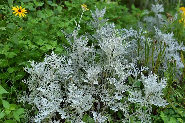 银叶菊 (Jacobaea maritima)