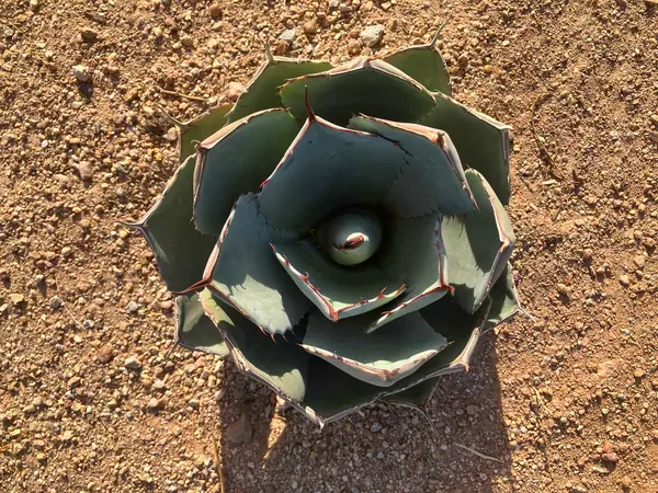 王妃雷神 (Agave isthmensis)