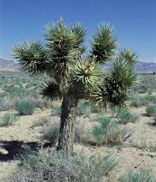 矮约书亚树 (Yucca brevifolia subsp. jaegeriana)