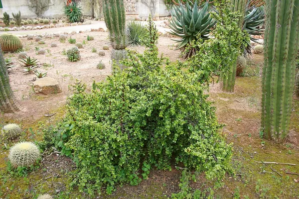 金枝玉叶 (Portulacaria afra)