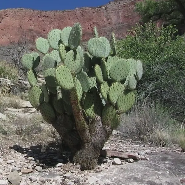 恩氏仙人掌 (Opuntia englemannii)