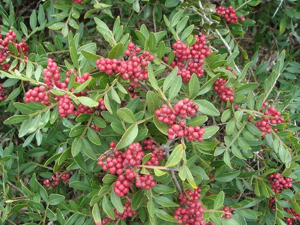 乳香黄连木 (Pistacia lentiscus)