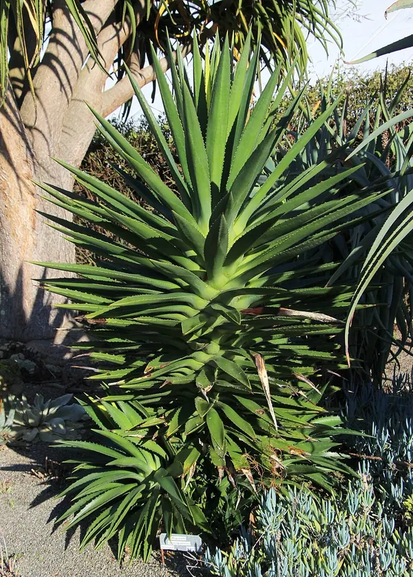 假剑麻 (Agave decipiens)