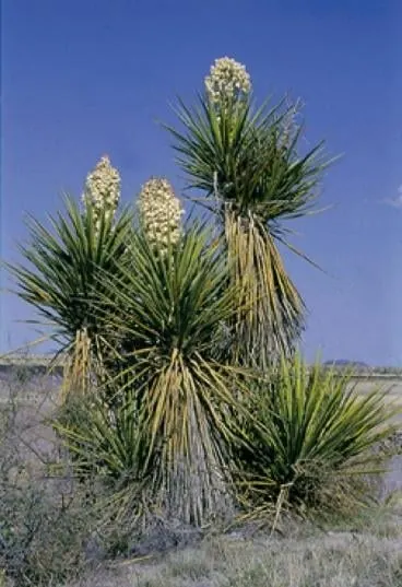 法氏丝兰 (Yucca faxoniana)
