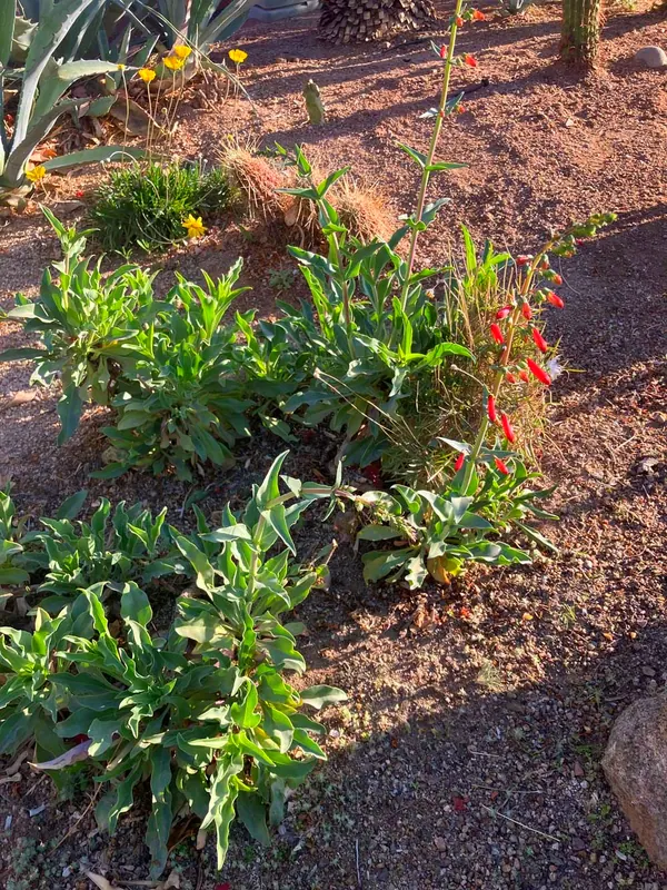 爆竹钓钟柳 (Penstemon eatoni)