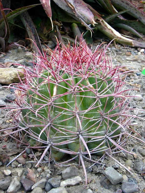 鱼钩桶状仙人掌 (Ferocactus wislizenii)