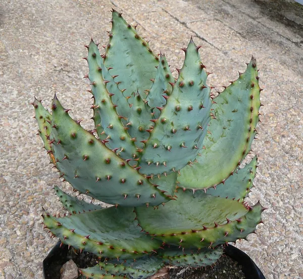 马洛芦荟 (Aloe marlothii)