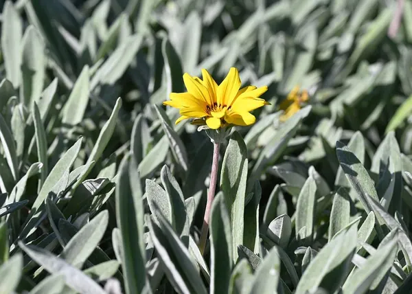勋章菊 (Gazania rigens)